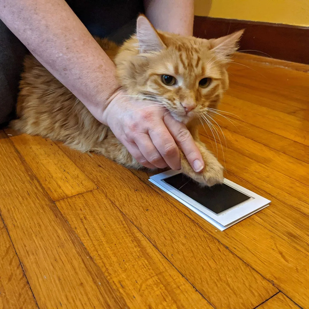 Almohadilla de tinta táctil limpia con estampado de pata, recuerdo de propietario de Mascota de perro o gato, Kit de fabricación de impresión DIY de nariz sin tinta y Pawprint