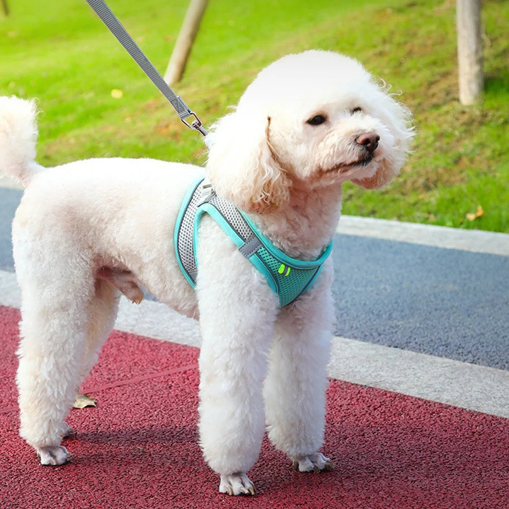 Arnés para Perros y Gatos, Conjunto de Arnés y Correa para el Pecho, Reflectante, Transpirable y Ajustable, para Perros Pequeños y Medianos, para Paseos al Aire Libre