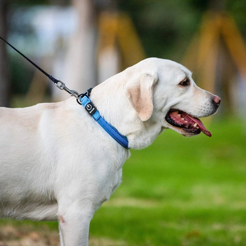 Benepaw-Collar de perro LED recargable por USB, cómodo, reflectante, brillante, brillante, para perros pequeños, medianos y grandes