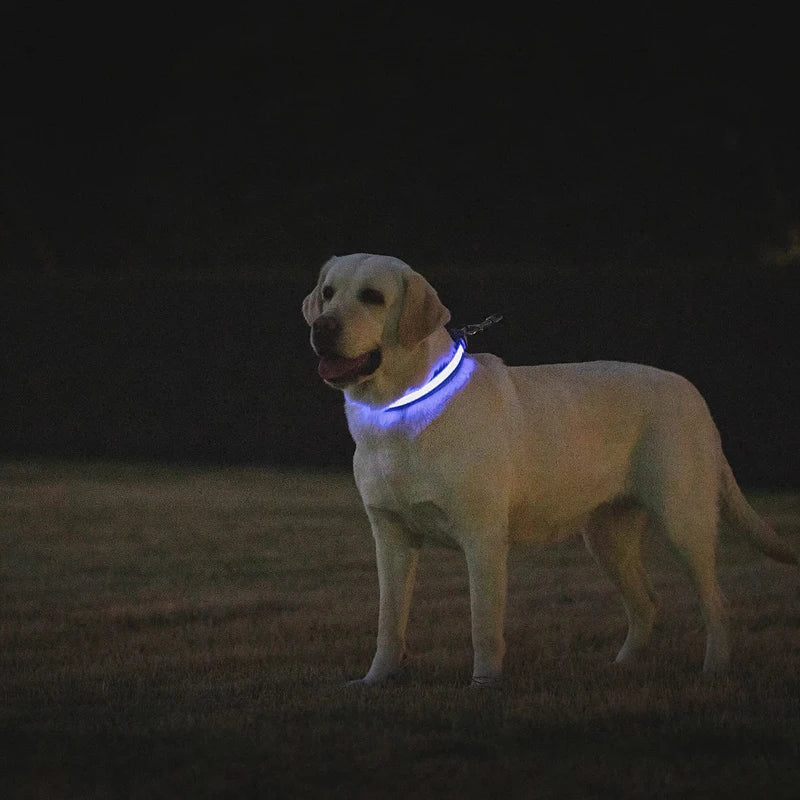 Benepaw-Collar de perro LED recargable por USB, cómodo, reflectante, brillante, brillante, para perros pequeños, medianos y grandes